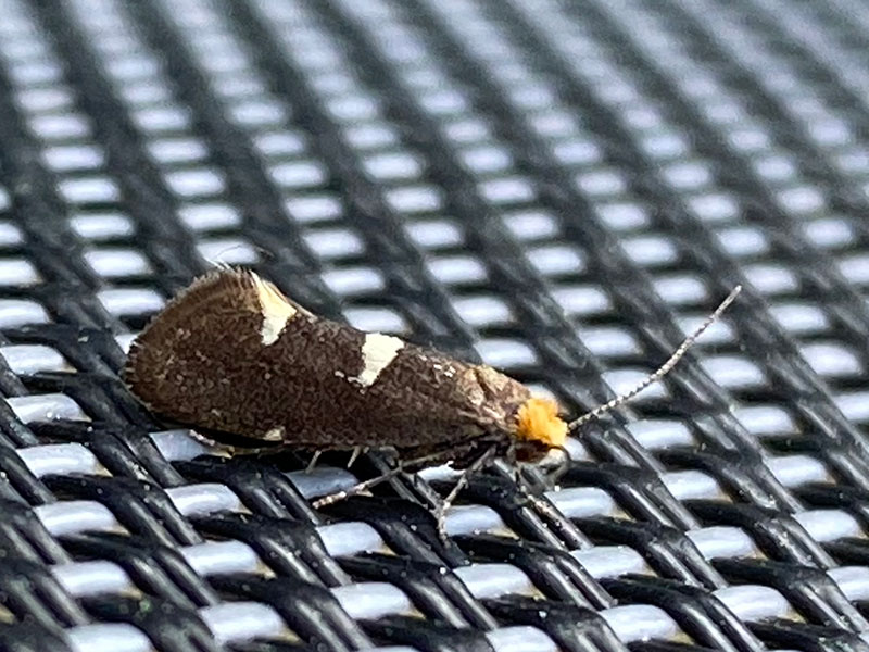 Incurvaria masculella 