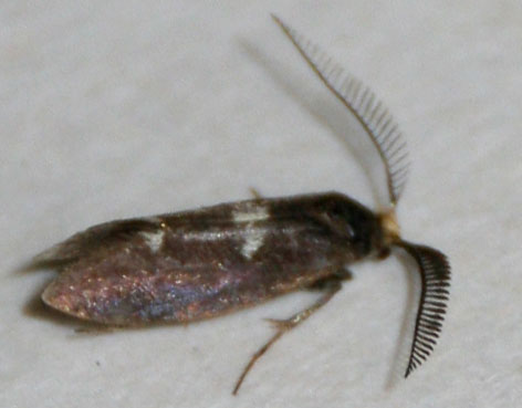 Incurvaria masculella 