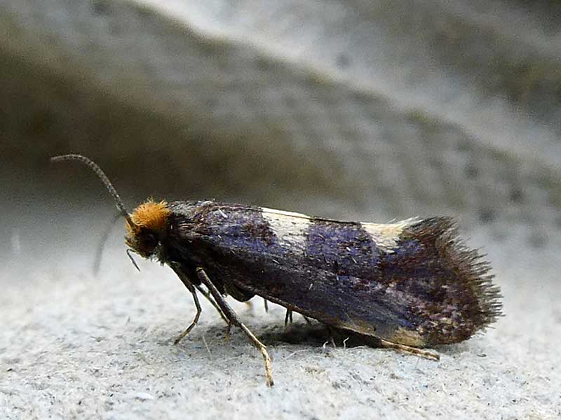 Incurvaria oehlmanniella 