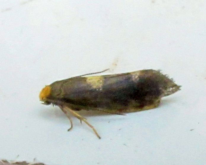 Incurvaria pectinea 