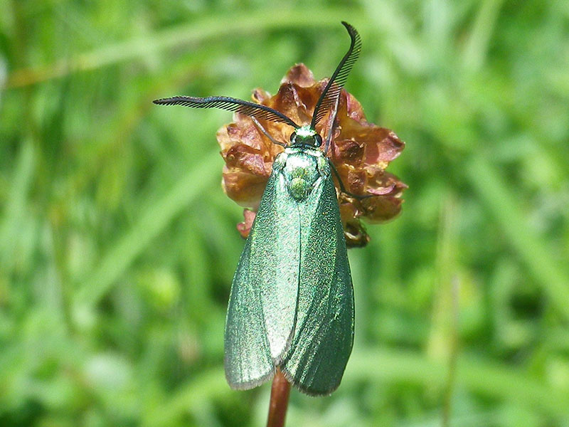 Jordanita globulariae 