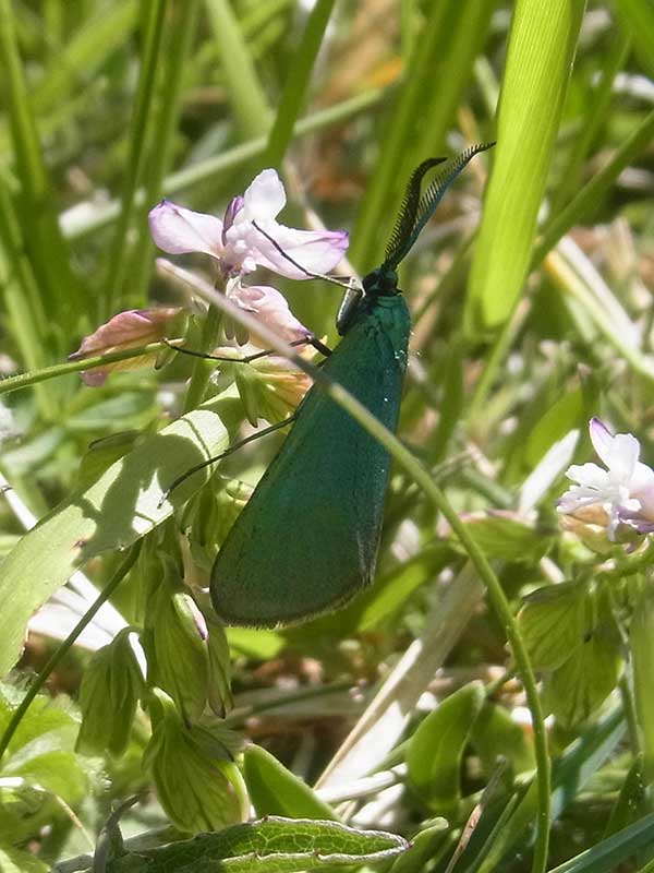 Jordanita globulariae 