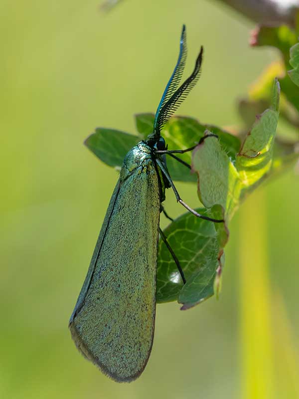 Jordanita globulariae 