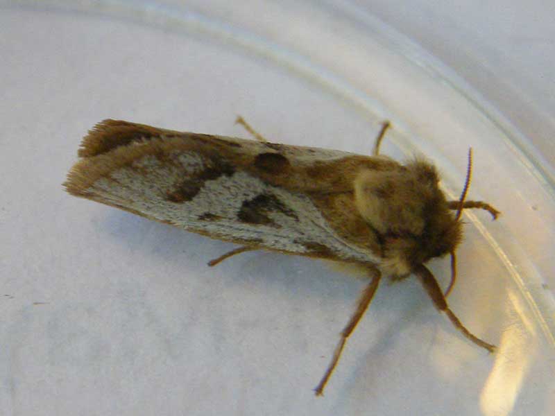 Korscheltellus lupulina 