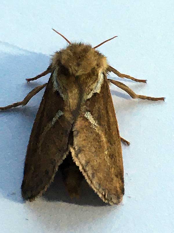 Korscheltellus lupulina 