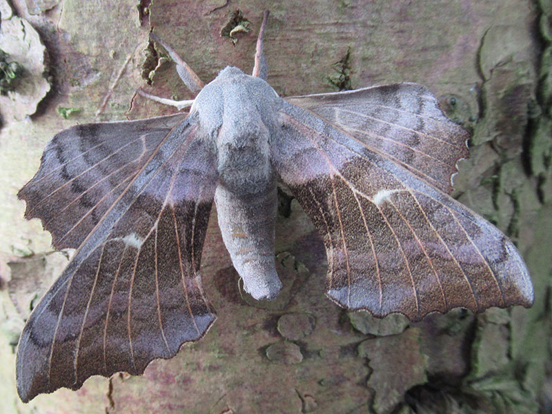 Laothoe populi 