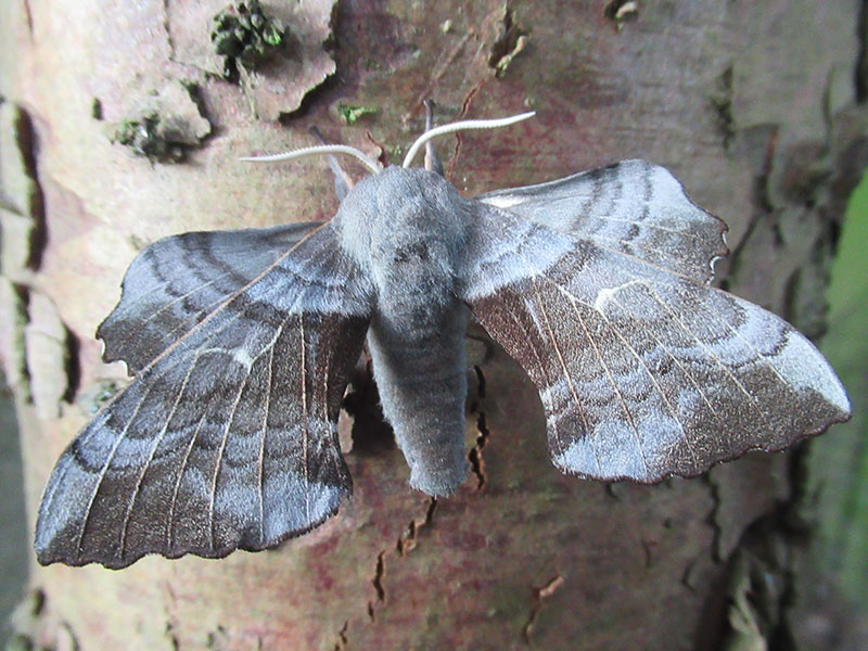 Laothoe populi 