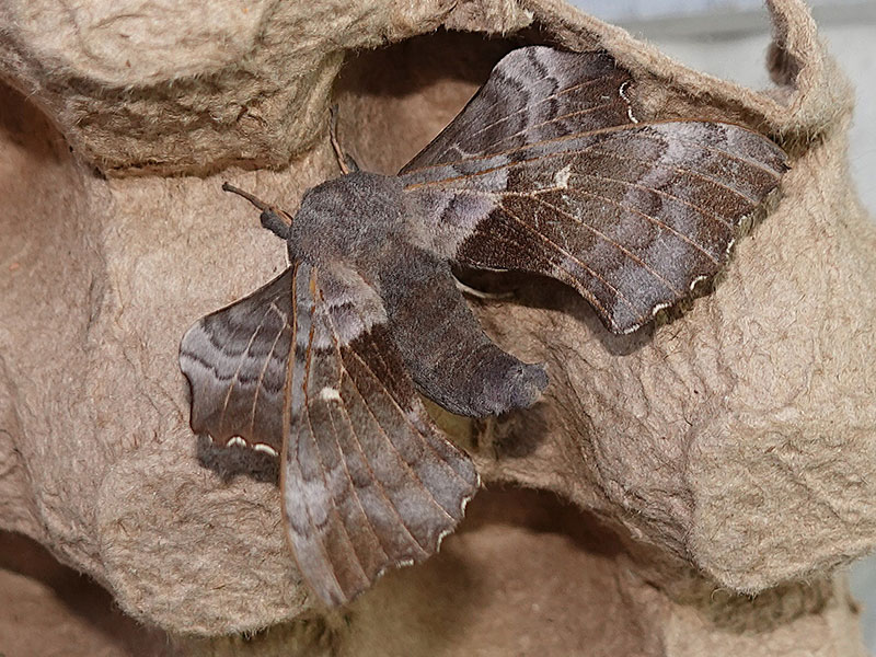 Laothoe populi 