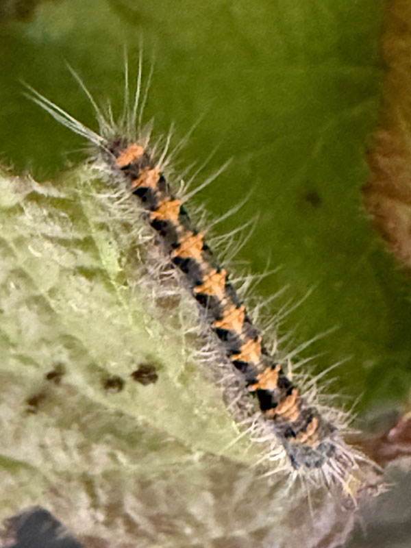 Lasiocampa quercus 