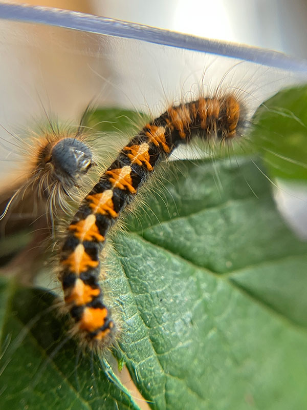 Lasiocampa quercus 