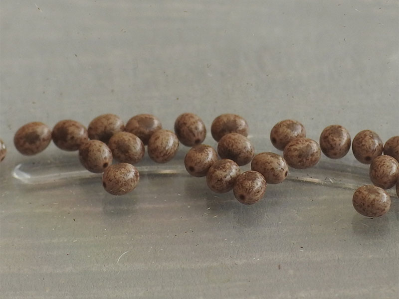 Lasiocampa quercus 