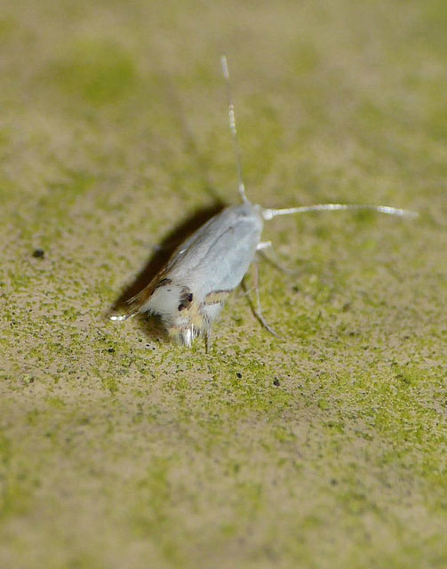 Leucoptera laburnella 