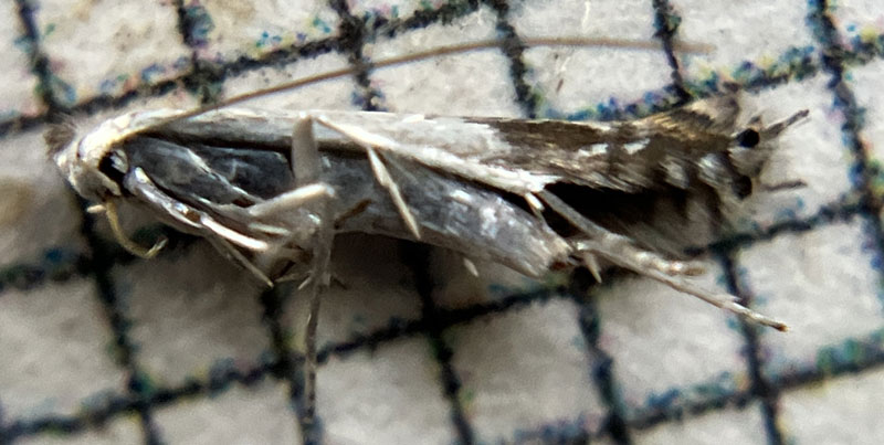 Lyonetia prunifoliella 