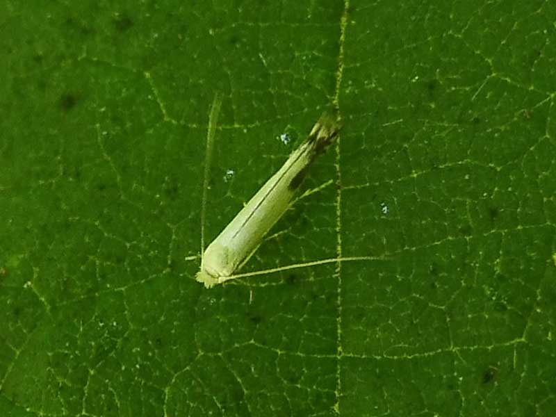 Lyonetia clerkella 