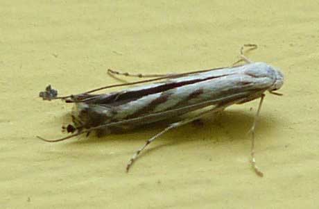 Lyonetia prunifoliella 
