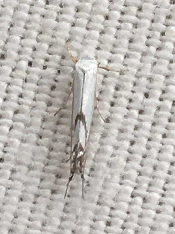 Lyonetia prunifoliella 