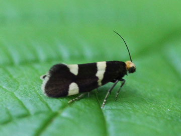 Lampronia capitella 