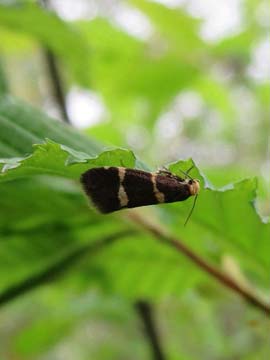 Lampronia flavimitrella 