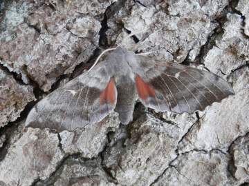 Laothoe populi 