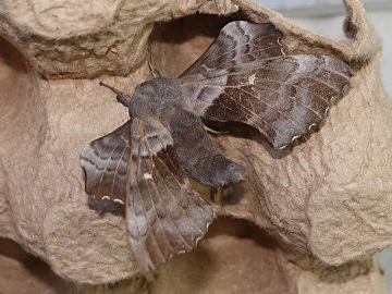 Laothoe populi 