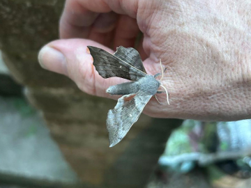 Laothoe populi 