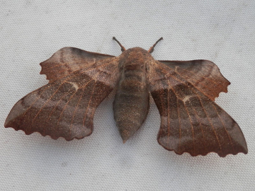 Laothoe populi 