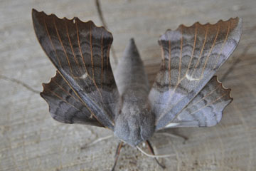 Laothoe populi 