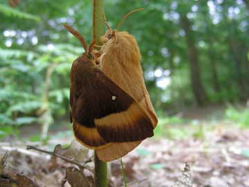 Lasiocampa quercus 