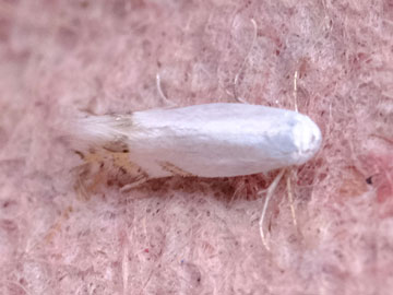 Leucoptera laburnella 