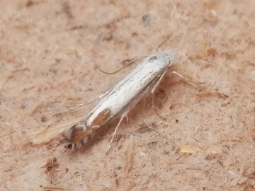 Lyonetia clerkella 