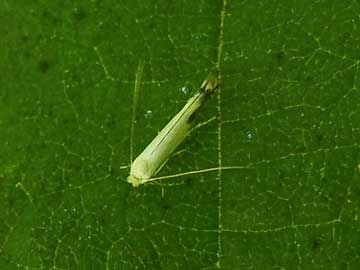 Lyonetia clerkella 
