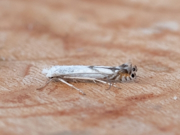 Lyonetia prunifoliella 