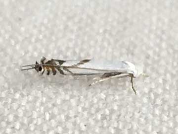 Lyonetia prunifoliella 