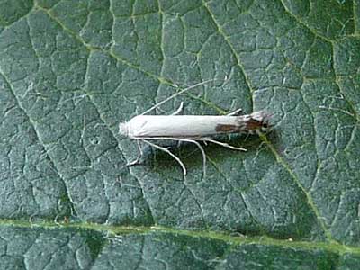 Lyonetia clerkella 