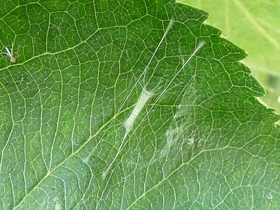 Lyonetia clerkella 