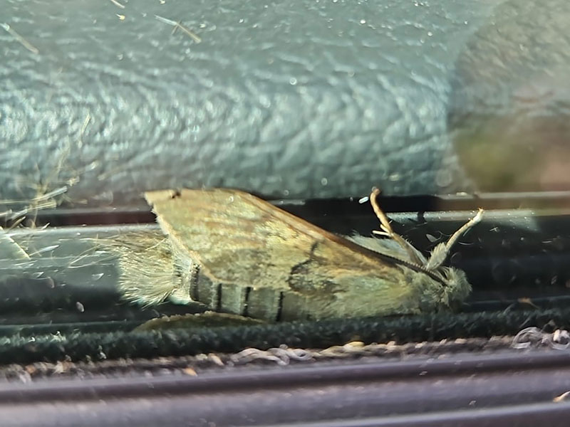 Macroglossum stellatarum 