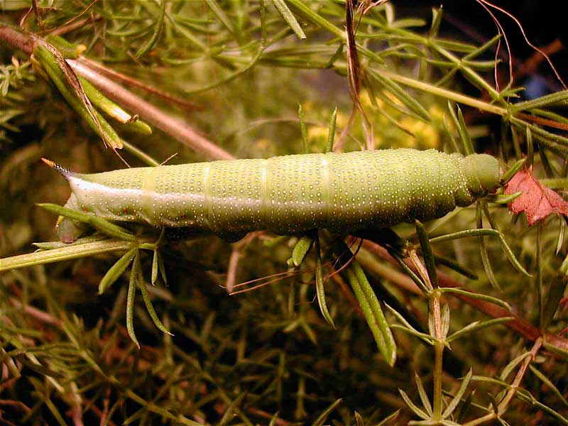Macroglossum stellatarum 