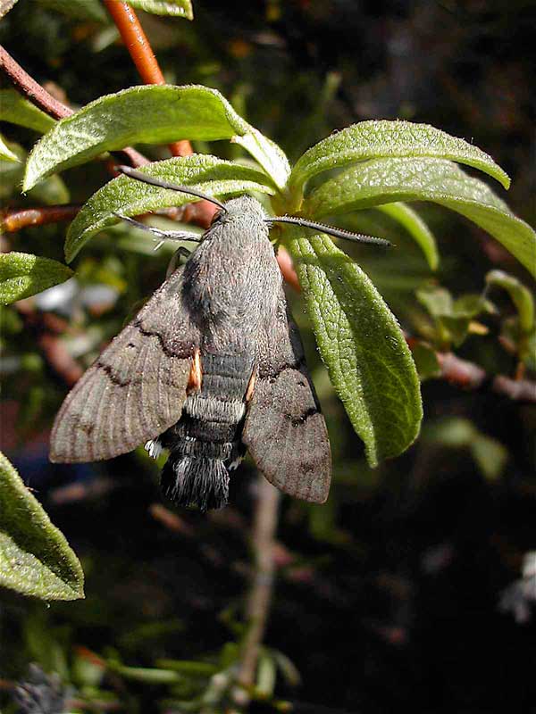 Macroglossum stellatarum 