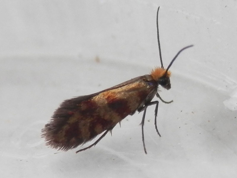 Micropterix tunbergella 