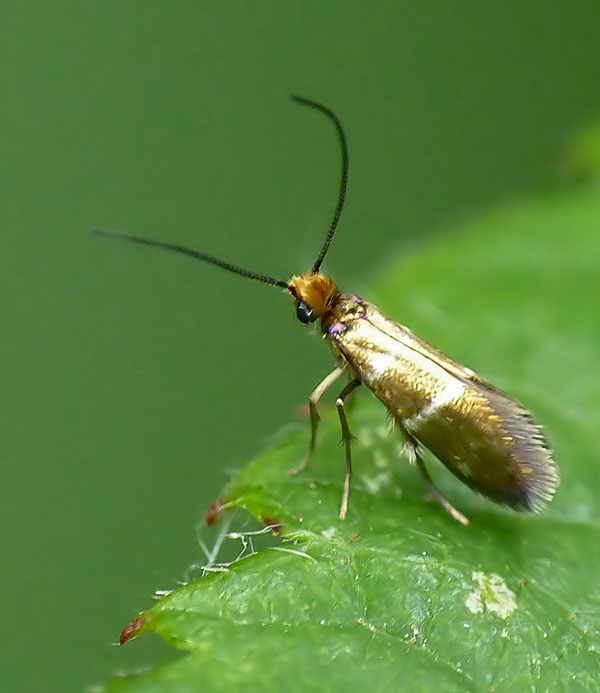 Micropterix aureatella 