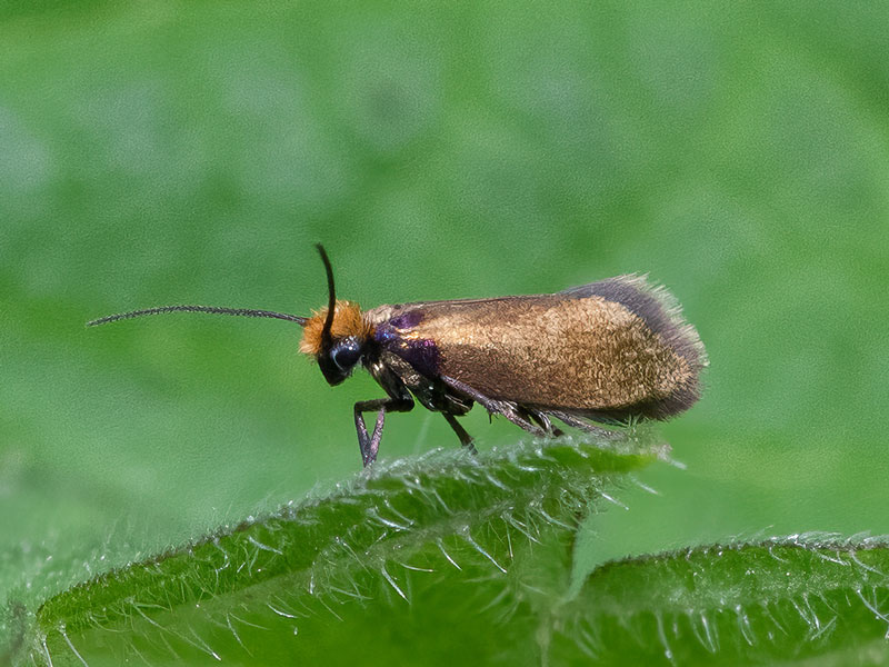 Micropterix calthella 