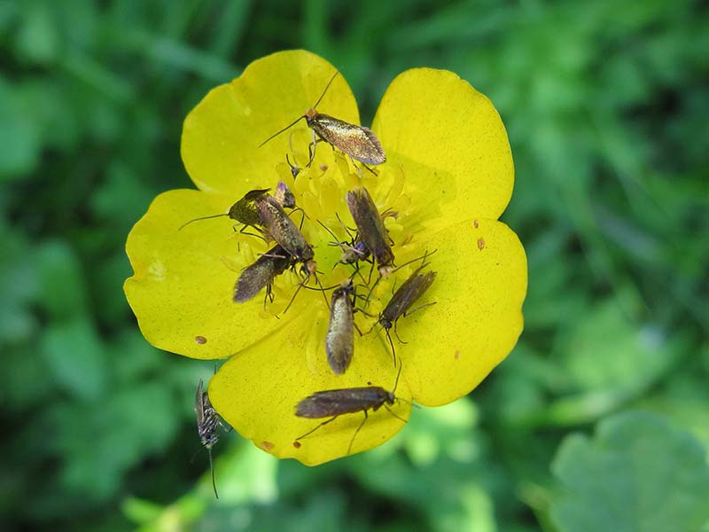 Micropterix calthella 