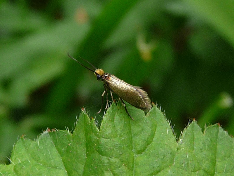 Micropterix calthella 
