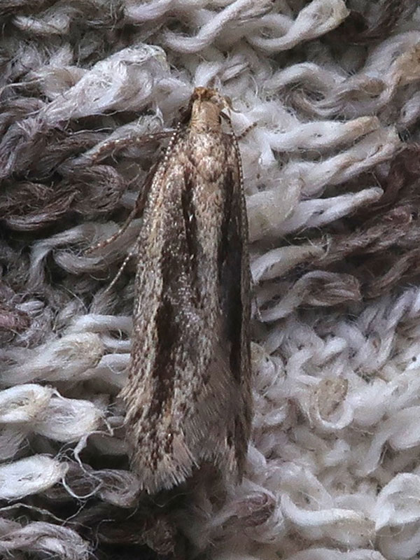 Mirificarma mulinella 