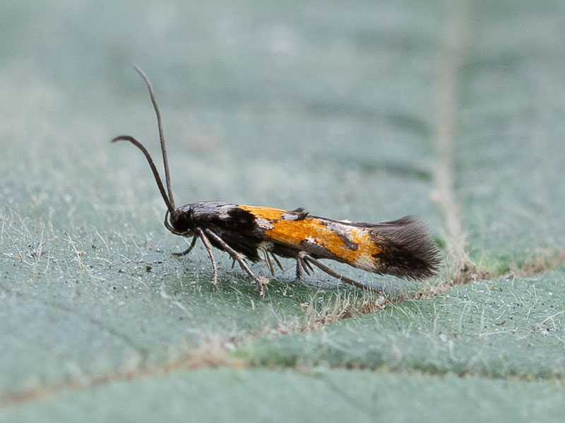 Mompha locupletella 