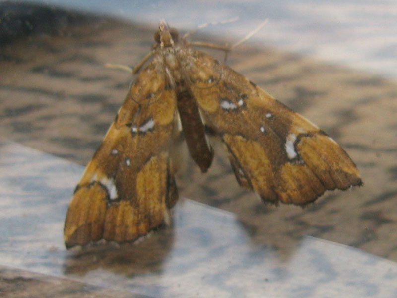 Musotima nitidalis 