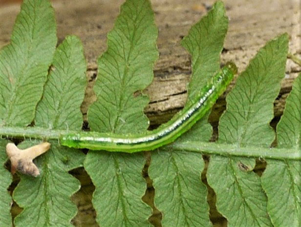 Musotima nitidalis 