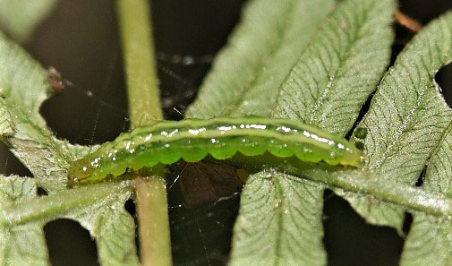 Musotima nitidalis 