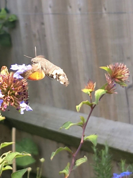 Macroglossum stellatarum 