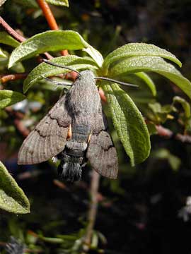 Macroglossum stellatarum 